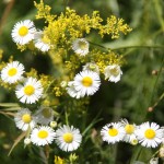 As chamomile flower with thin petals
