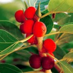 fruit-BANYAN TREE-Bargad-bohar -بوہڑ -برگد