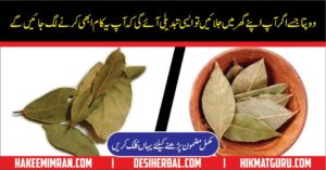 Bay Leaves - Tej Patta - Health Benefits of Bay Leaves in Urdu Hindi